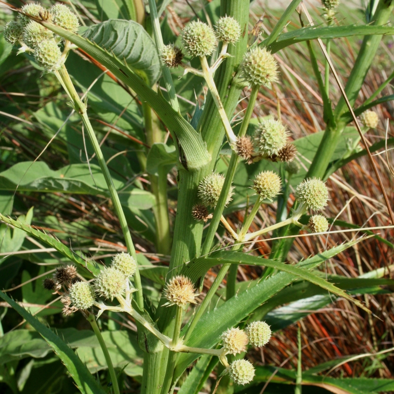 ERYNGIUM horridum