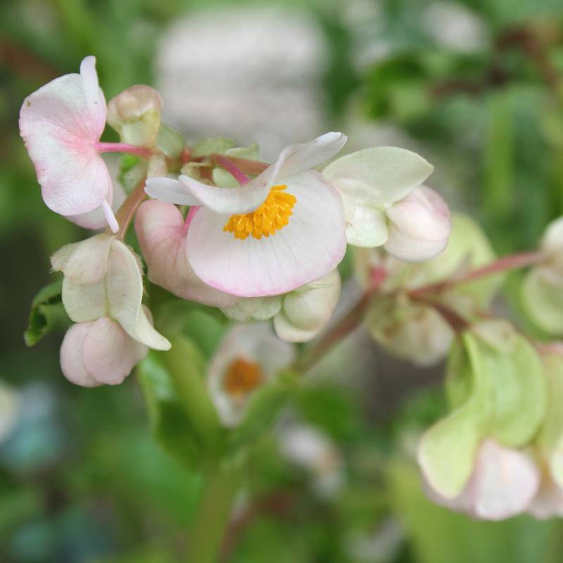 BEGONIA cucullata var. arenosicola