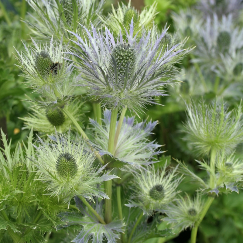 ERYNGIUM alpinum