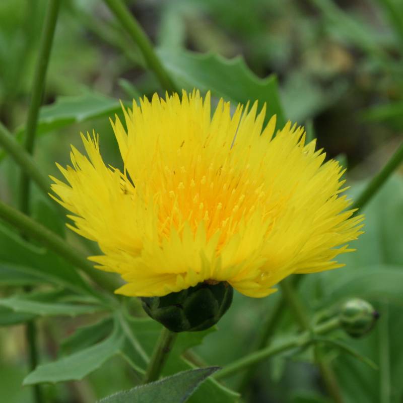 CENTAUREA macrocephala