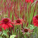 Plant nu met flinke korting