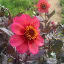 Open Planten Zondag - 5 juli