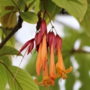 Rare Planten Dagen 