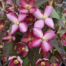 Goed Gereedschap, Rozen en Clematis Dagen