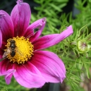 Pinkster-Planten-Markt
