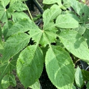 Rare Planten Dagen