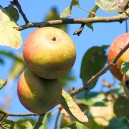 Vruchtbomen, kleinfruit en haagplanten uit de volle grond