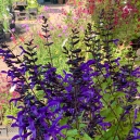 Open Planten Zondag: 29 juni èn 6 juli