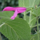 Salvia & Echinacea Dagen - Midzomer Markt