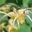 Pasen Planten Vierdaagse