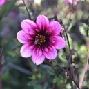 Hemelvaartsdag + Planten-4-Daagse