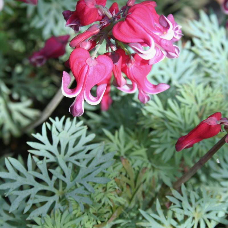 DICENTRA 'Burning Hearts'