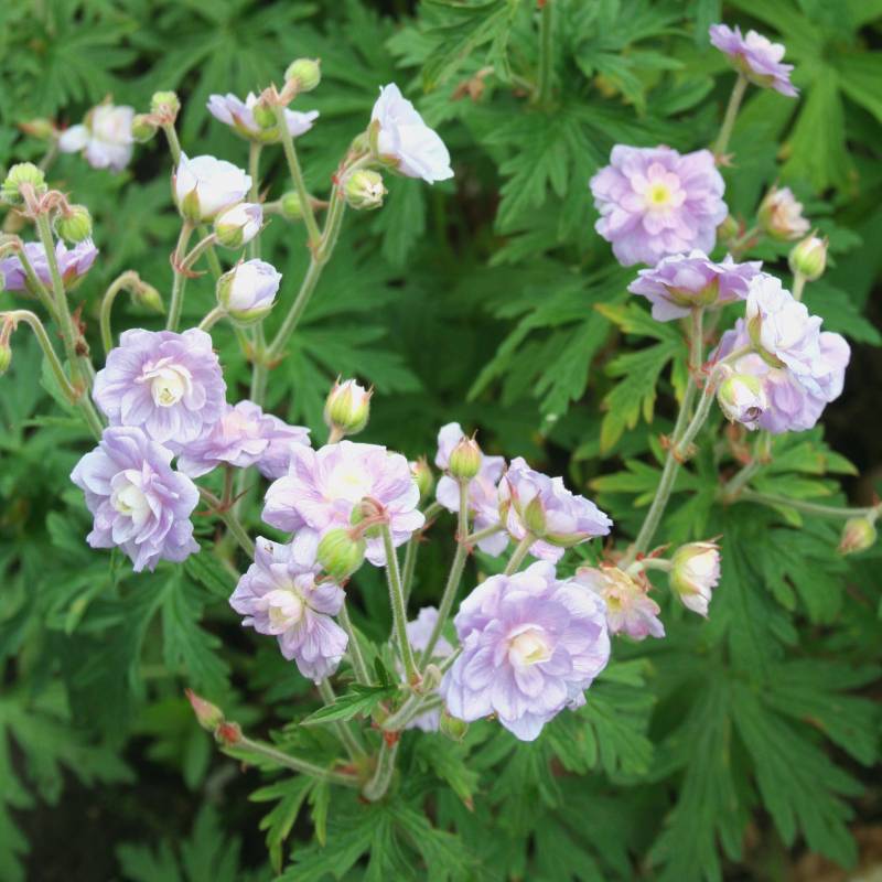 GERANIUM ‘Summer Skies’