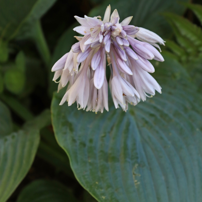 HOSTA 'Empress Wu'