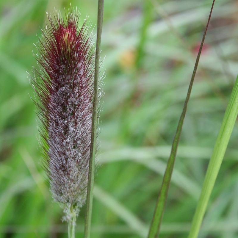 Pennisetum thunbergii 'Red Buttons' - Buy Online at Annie's Annuals