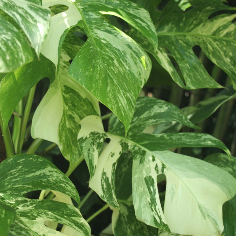 MONSTERA deliciosa 'Albo Variegata'