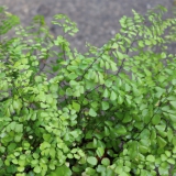 Foltz plant
