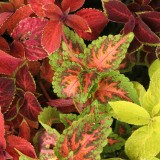 Foltz plant