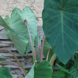 Foltz plant