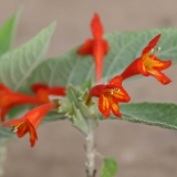 Foltz plant