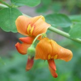 Foltz plant