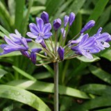 Foltz plant