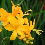Foltz plant