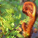 Foltz plant