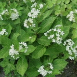Foltz plant