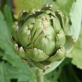 Foltz plant