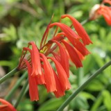 Foltz plant