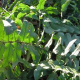 Foltz plant