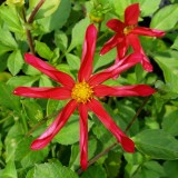 Foltz plant