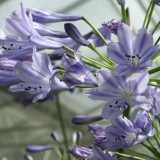 Foltz plant