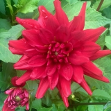 Foltz plant