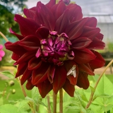 Foltz plant