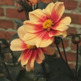 Foltz plant