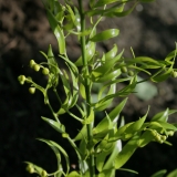 Foltz plant