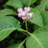Foltz plant