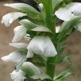Foltz plant