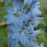 Foltz plant