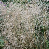 Foltz plant