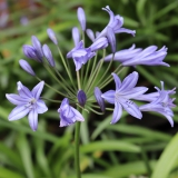 Foltz plant
