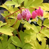 Foltz plant