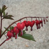Foltz plant