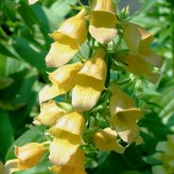 Foltz plant