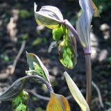 Foltz plant