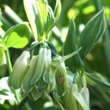 Foltz plant