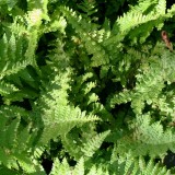 Foltz plant