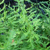 Foltz plant